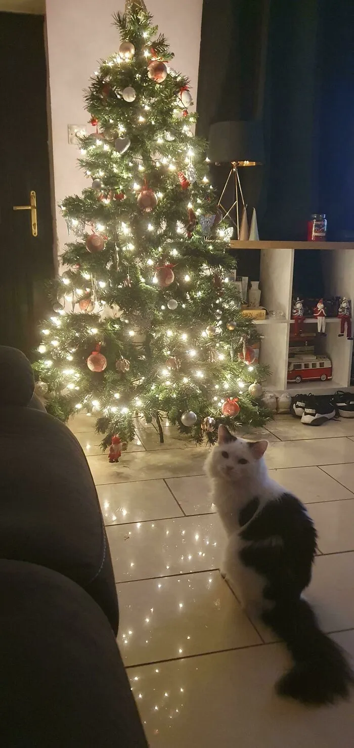 There Are 2 Cats In This Picture