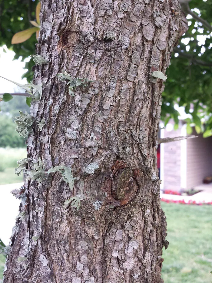Find The Spider