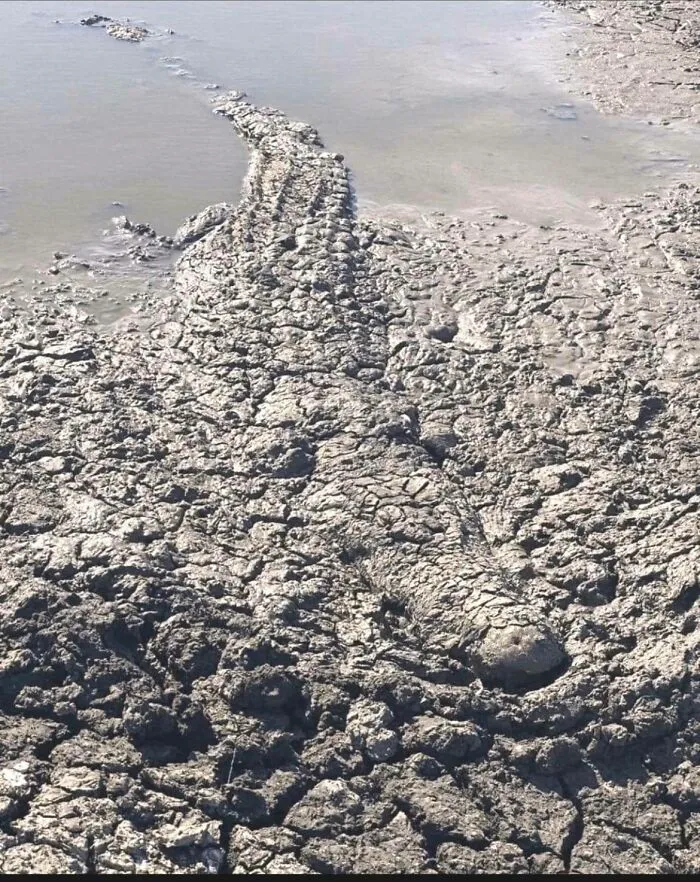 Find The Murderous Dinosaur