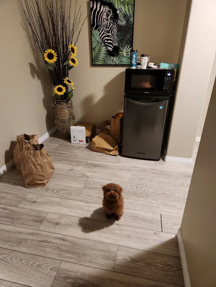 My Cat Likes To Ambush My Poor Toy Poodle. Where Is He