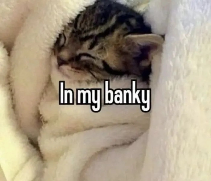 40 Of The Cutest And Most Chaotic Pics From This Twitter Account Dedicated To Cats (New Pics)