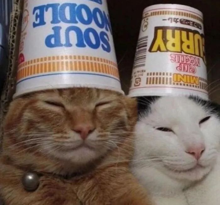 40 Of The Cutest And Most Chaotic Pics From This Twitter Account Dedicated To Cats (New Pics)