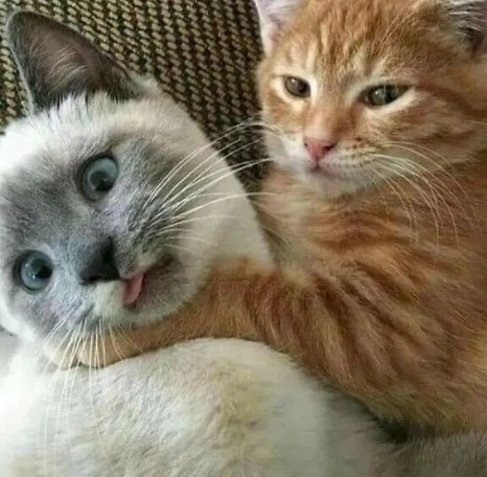 40 Of The Cutest And Most Chaotic Pics From This Twitter Account Dedicated To Cats (New Pics)