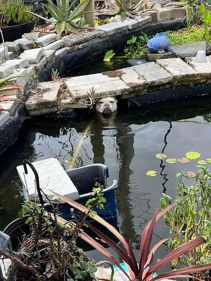 Part Dog Part Frog I Guess