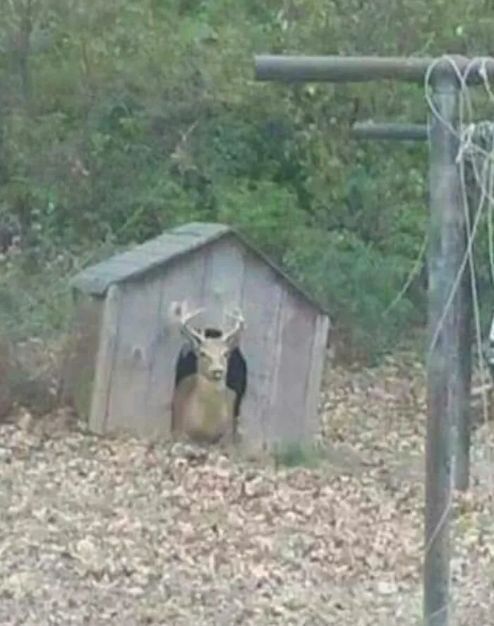 What Kind Of Dog Is This? It Really Likes The Doghouse