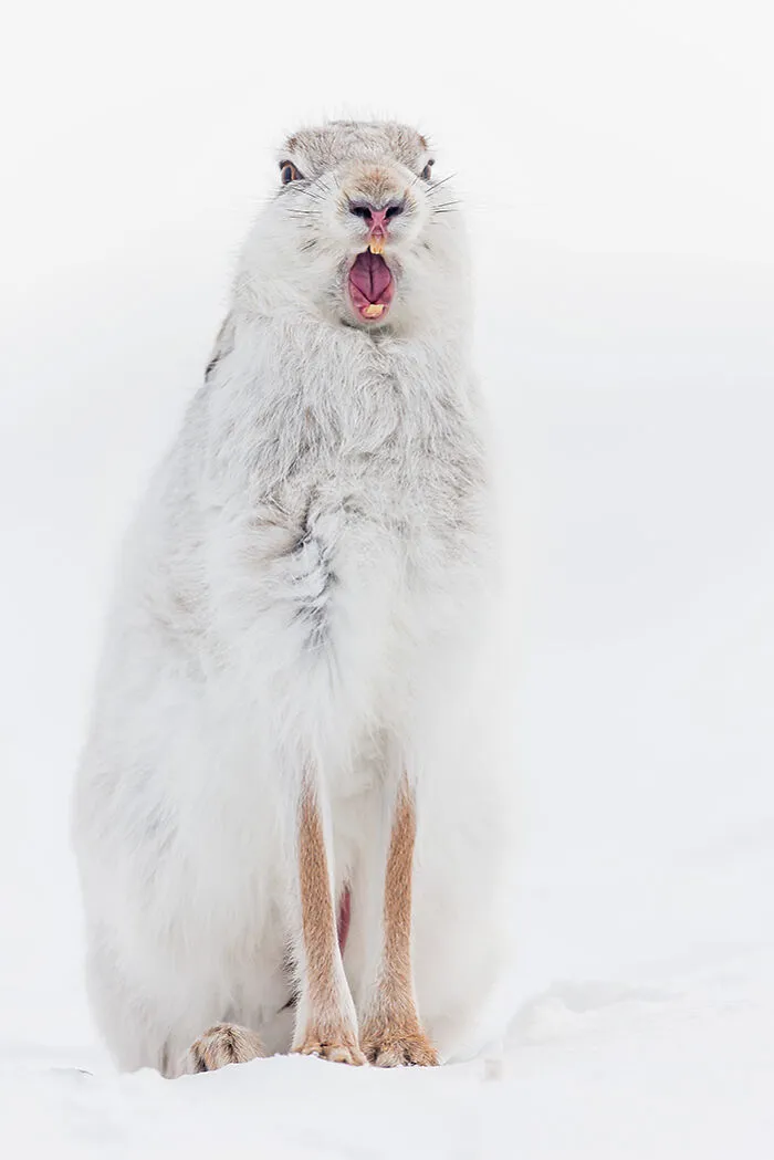 Wildlife: Highly Honored – Mountain Hare By Kevin Morgans