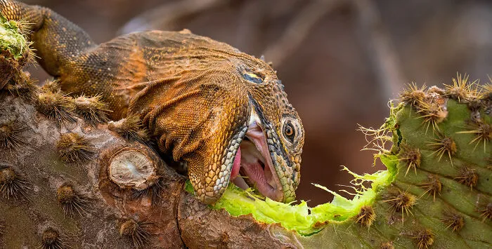 Wildlife: Highly Honored – Galápagos Land Iguana By Marko Dimitrijevic