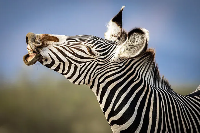 Animal Antics: Highly Honored – Grevy’s Zebra By Vijayram Harinathan