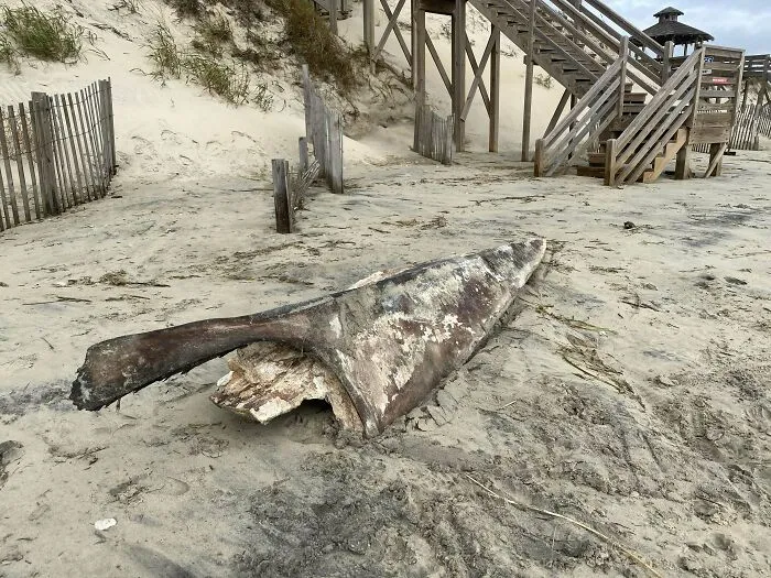 Encontrado en la playa tras una tormenta en Carolina del norte