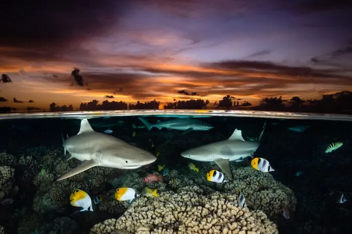 Underwater Life, Honorable Mention: Shark Trio By Renee Capozzola