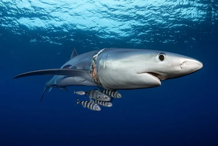 Underwater Life, Honorable Mention: Scar Neck By Gabriella Luongo