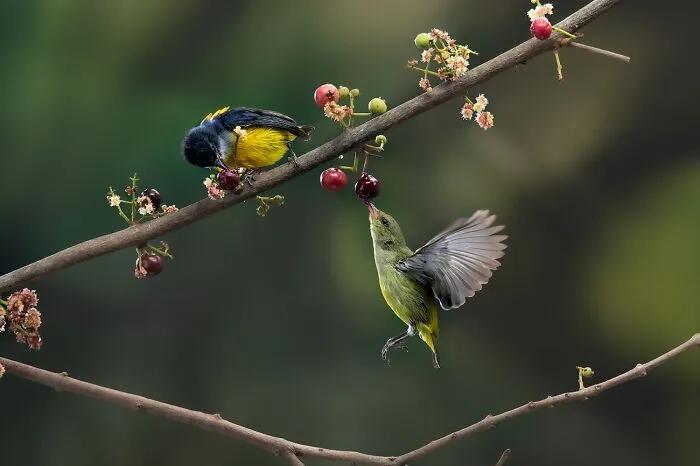 Under 20, Honorable Mention: Meal By Raffael Gunawan