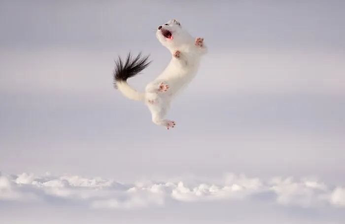 Animals In Their Environment, Honorable Mention: Stoat's Game By Jose Grandío