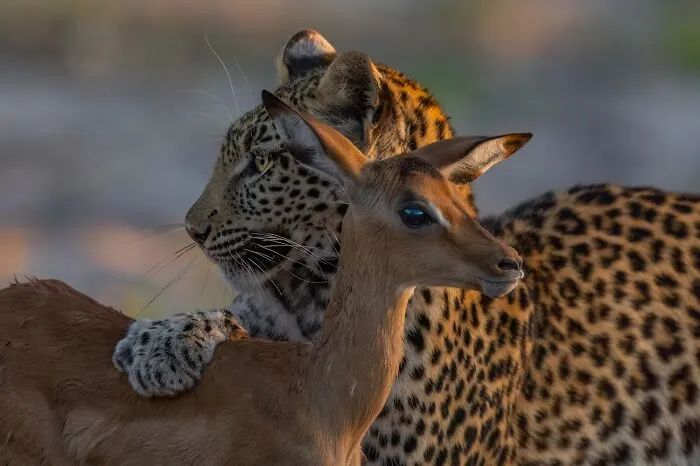 Animals In Their Environment, Honorable Mention: Friend Or Foe? By Hannes Lochner