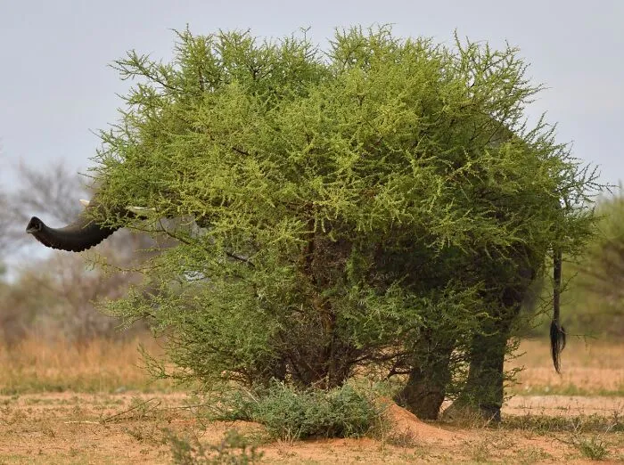 Animals In Their Environment, Honorable Mention: Hide And Seek By Staffan Widstrand