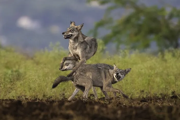 Animals In Their Environment, 3rd Classified: Indian Wolf Pack By Siddhartha Ghosh
