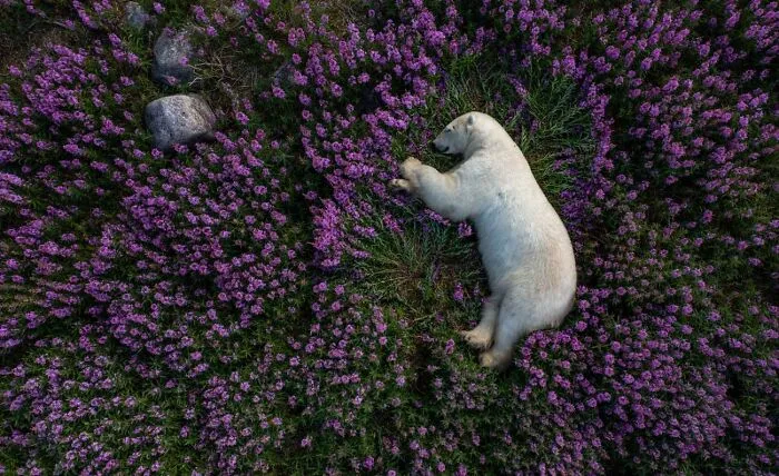 Animals In Their Environment, 2nd Classified: Blooming Dreams By Martin Gregus