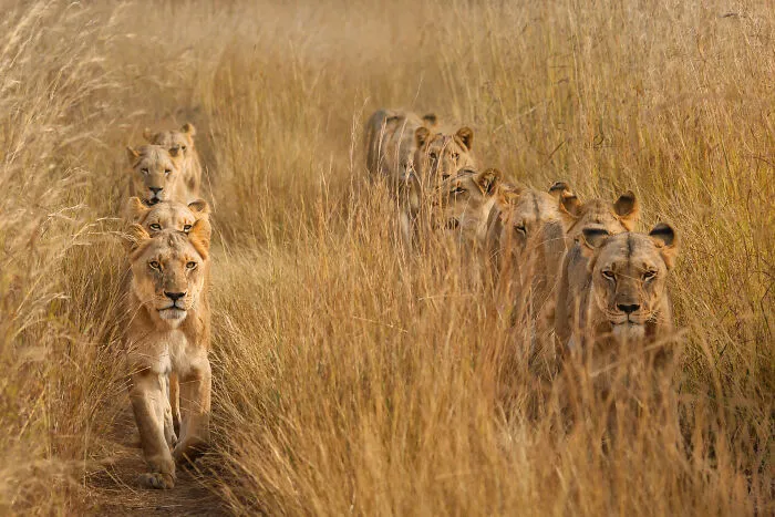 Animals In Their Environment, 1st Classified: Lions In Lines By Torie Hilley