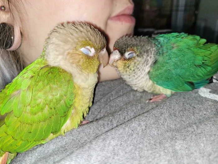 Saffron Accepts The New Turquoise Baby