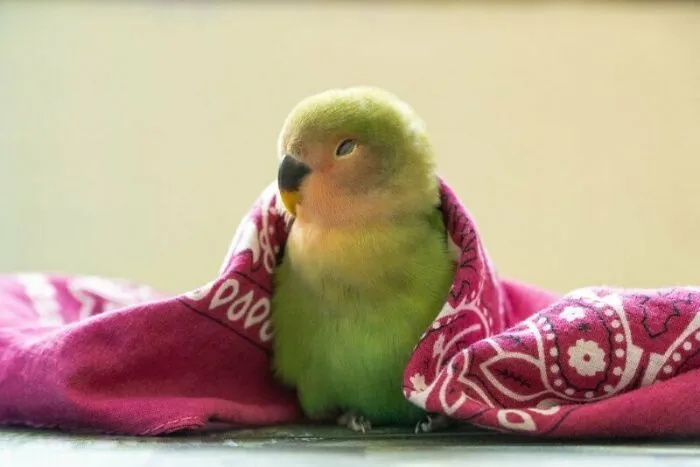 The Sleepiest Little Bandit In Town