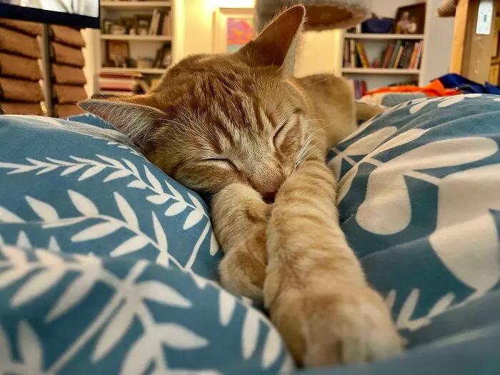 Can't Move. Sawyer Is Sleeping