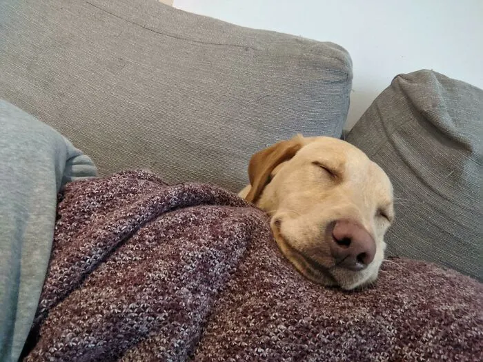Our Relationship Is Symbiotic. I Am Pillow. She Is Hot Water Pup