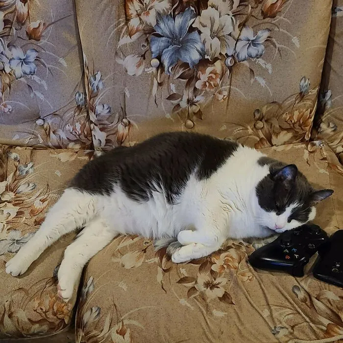 This Is Toby. His Favorite Pillow Is Whatever Piece Of Technology You're Trying To Use Right Now