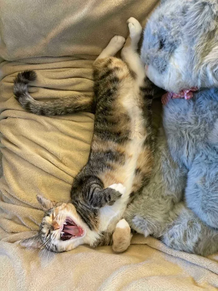 The Sacred Yawn Photo™. Many Months I Have Waited For This Opportunity. I Have Been Blessed This Day