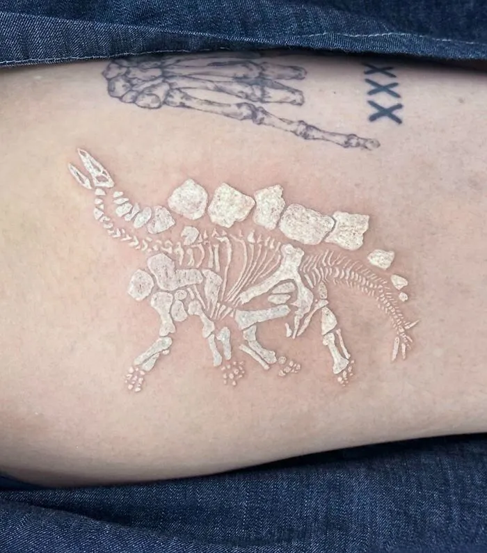 White Stegosaurus Fossil