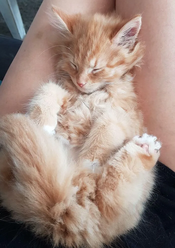 Little Beauty Sleep