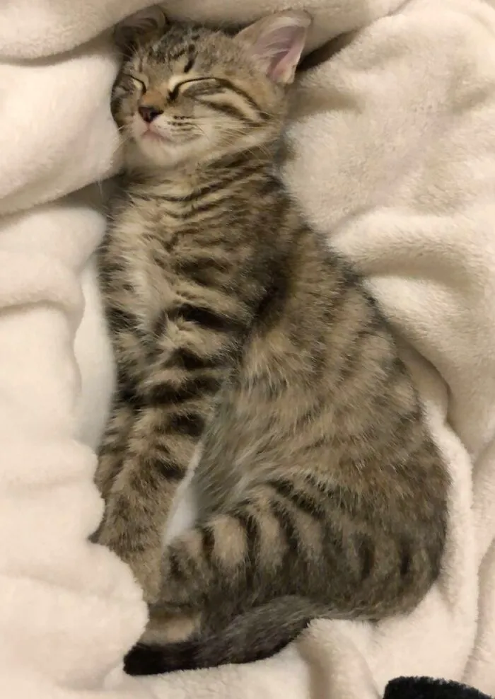 Willow Fell Asleep Mid-Stretch