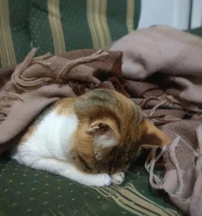 My Sleepy Sphinx