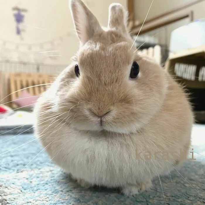 Round Netherlands Dwarf Bunny 