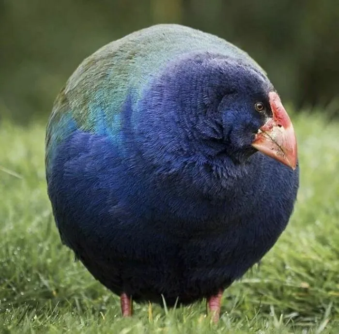The Takahē Is A Flightless Bird Native To New Zealand That Was Once Thought Extinct