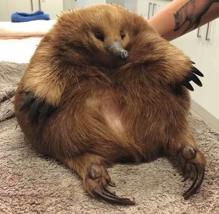 One Lorge Echidna