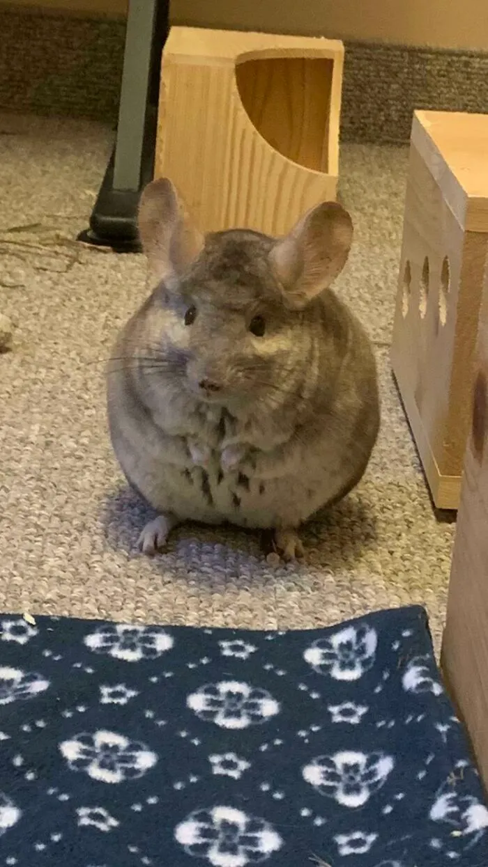Chonkchilla