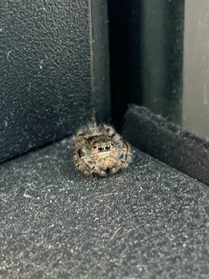 Round Little Dude