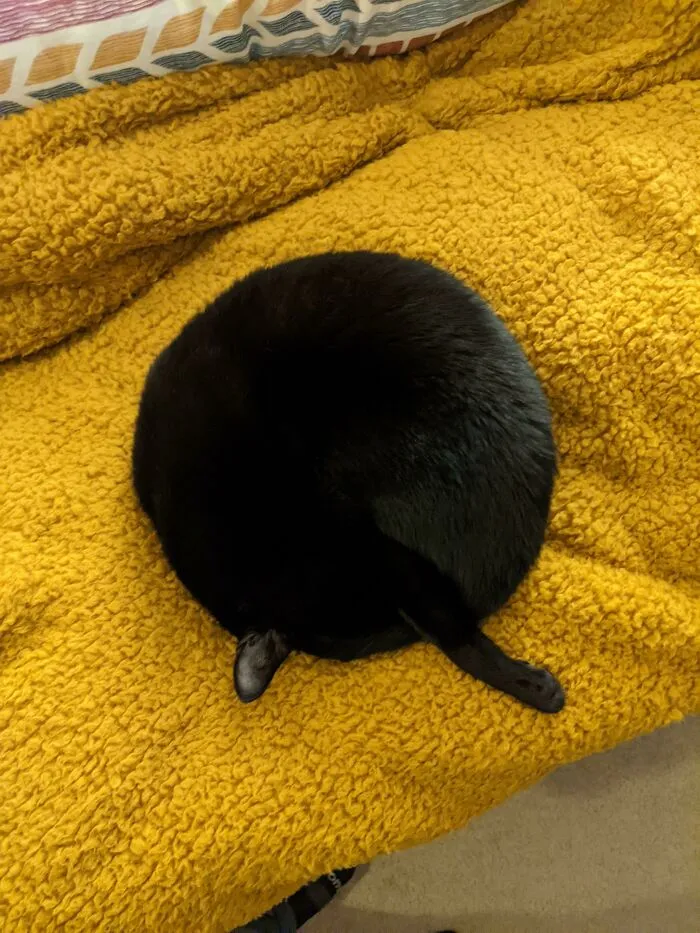 50 Of The Roundest Animals To Make Your Heart Flutter
