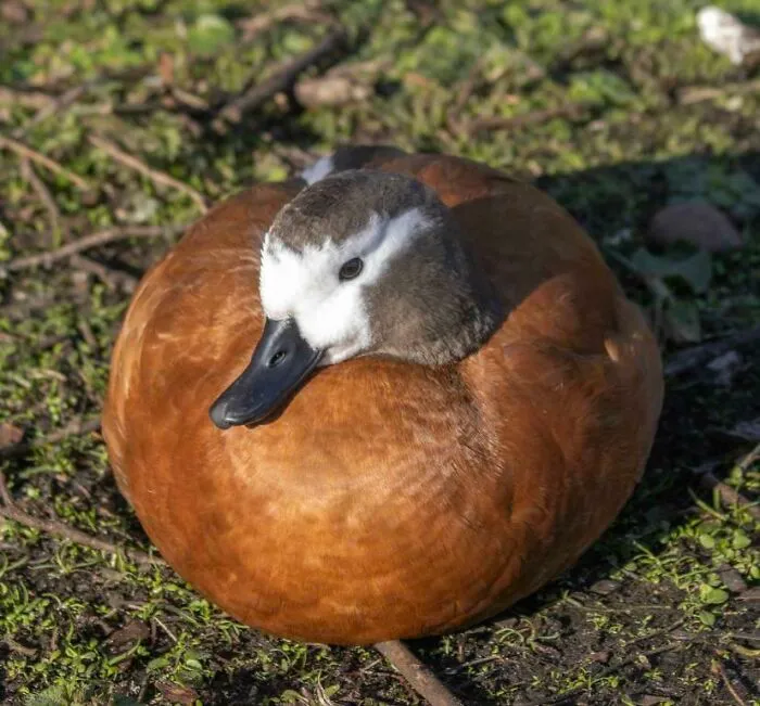 A Very Round Duck I Encountered At The Weekend