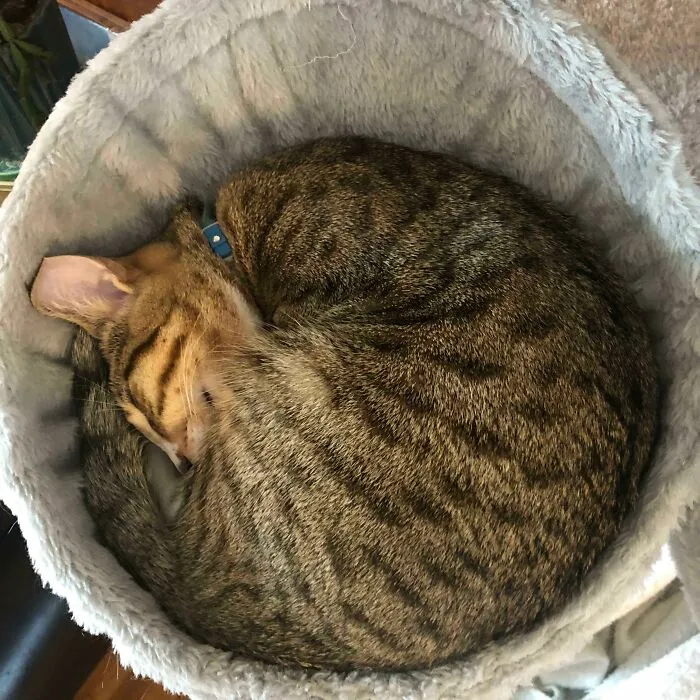 Round Sophie