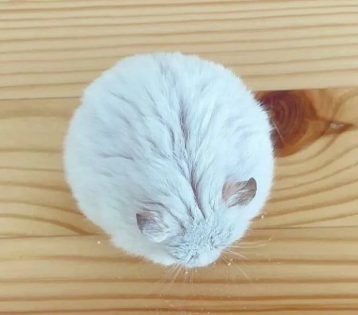 Round Hampter