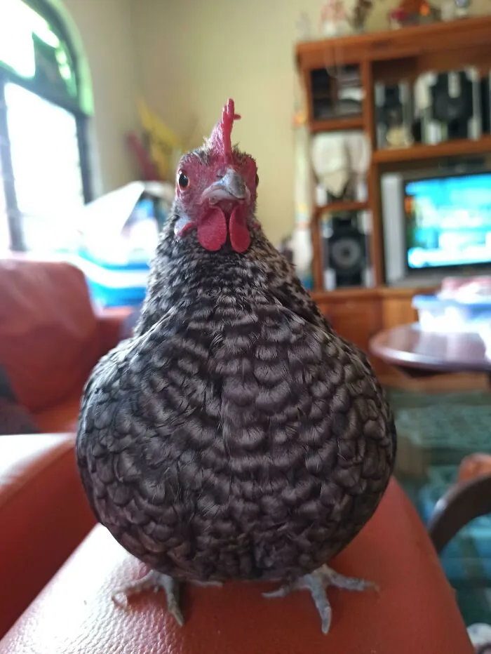 Say Hi To Gertrudis