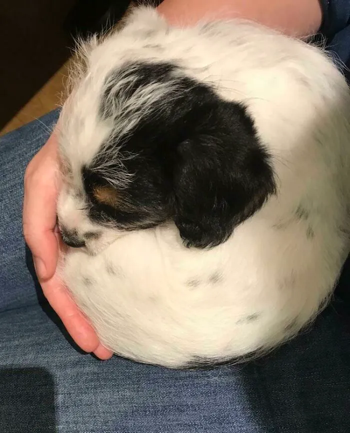 Puppy Donut - The Day She Arrived And Stole My Heart