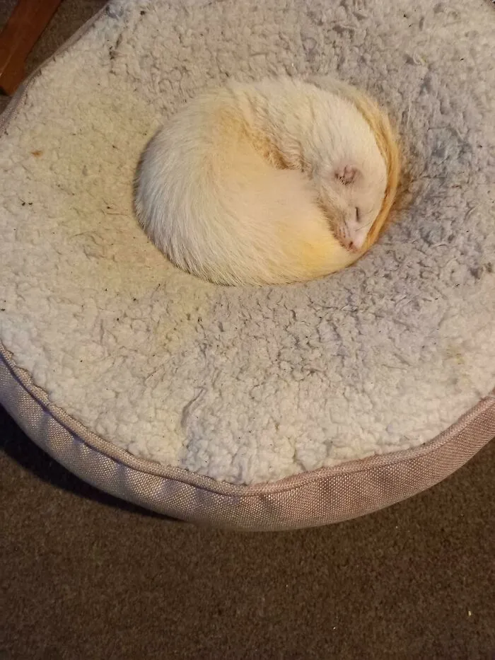 Snoozle