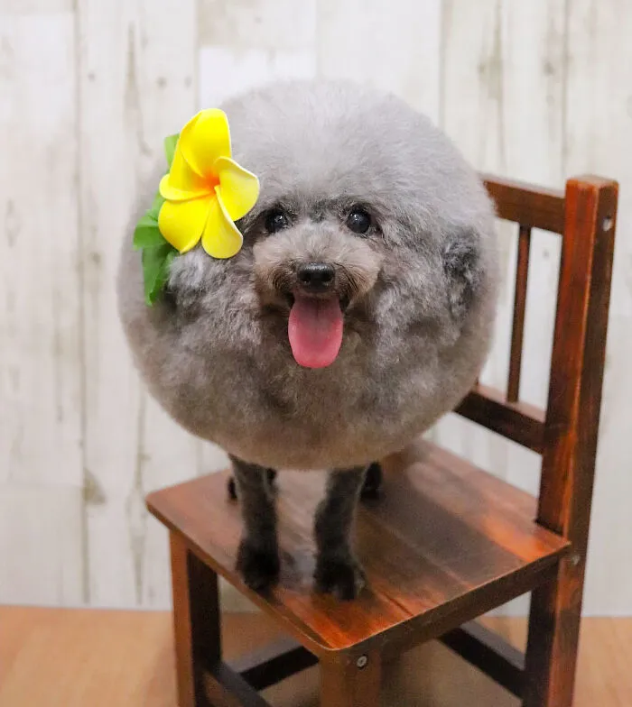 Sesame Is The Happiest And Roundest Poodle Ever