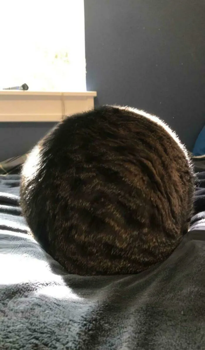 Assume The Cat Is A Sphere