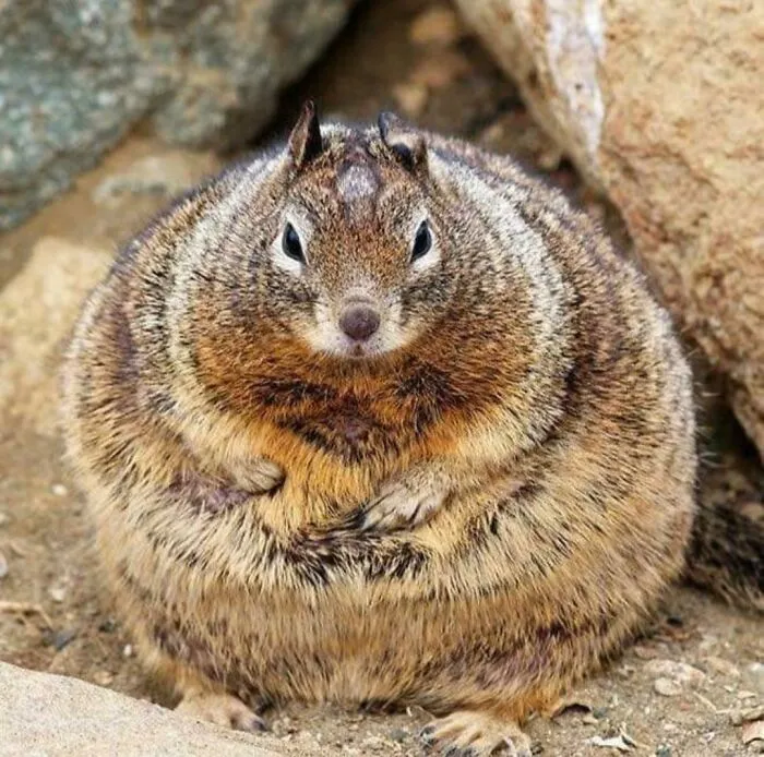 Biggus Boi
