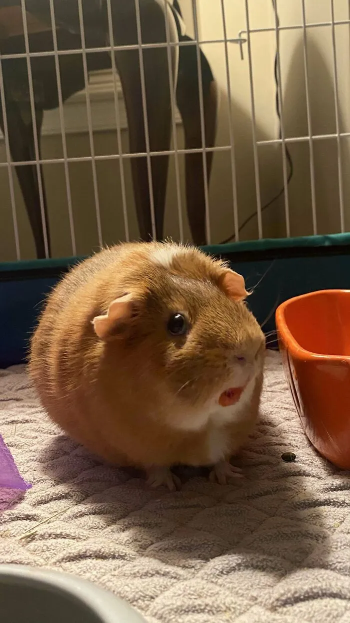 Cobaya redondita