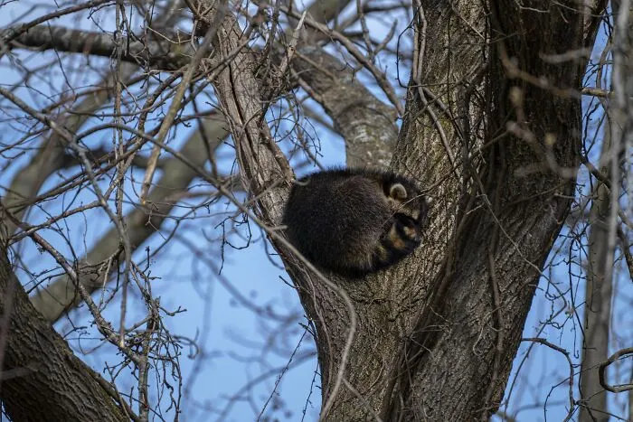 Raccoon Sleeping In A Tree