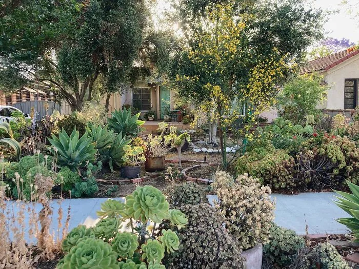 Succulent Garden For The Backyard